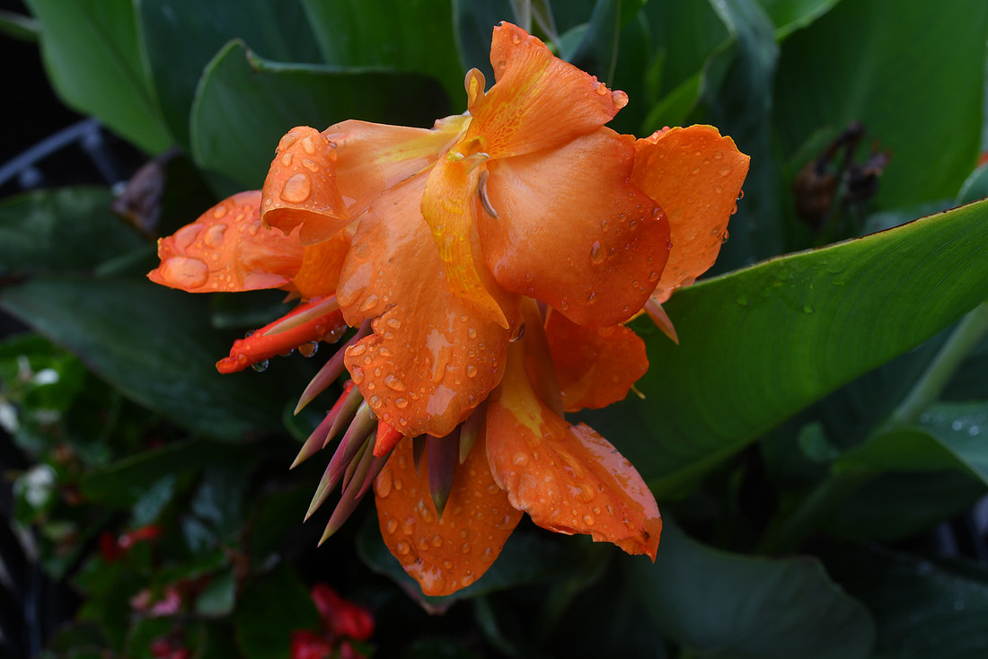 Wet Lily
