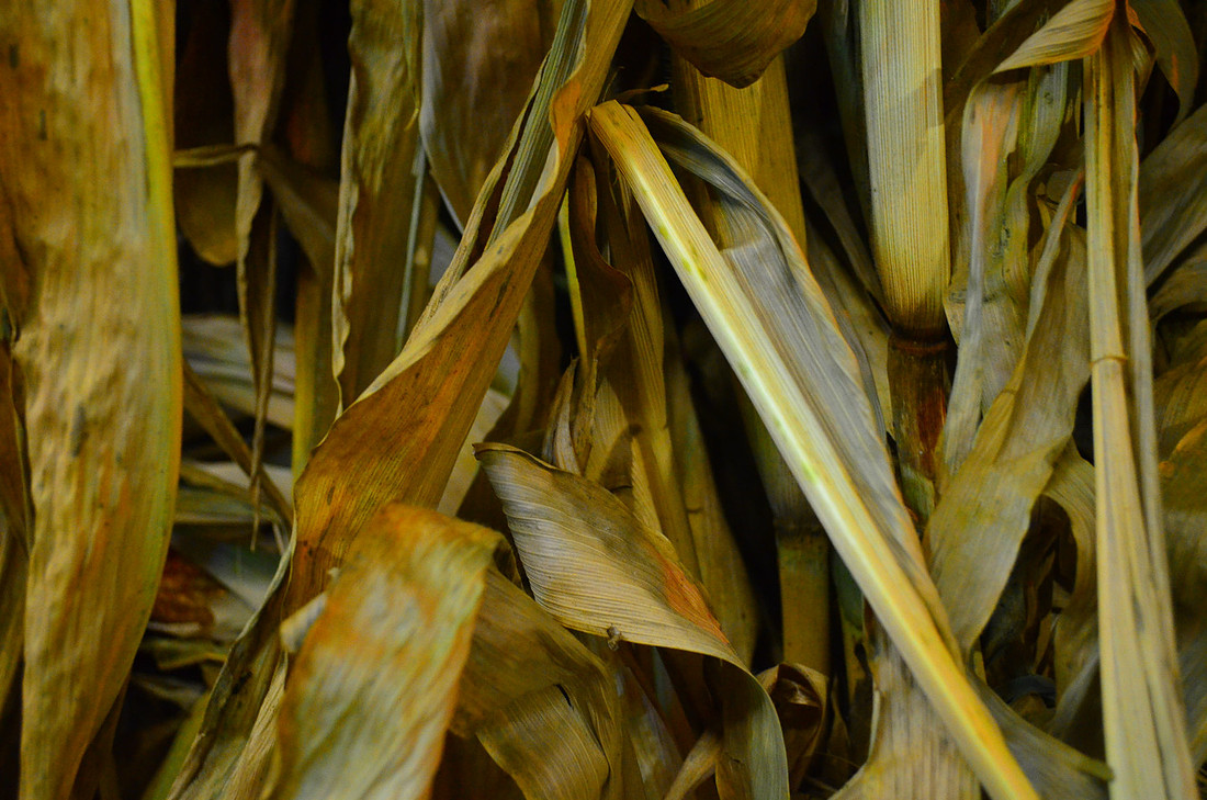 Corn