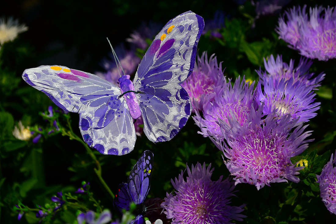 Purple Butterfly