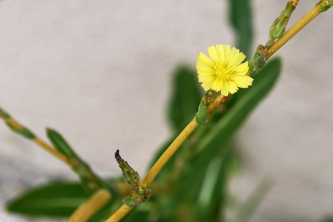 Yellow Flower