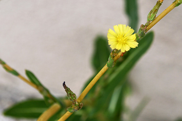 Yellow Flower