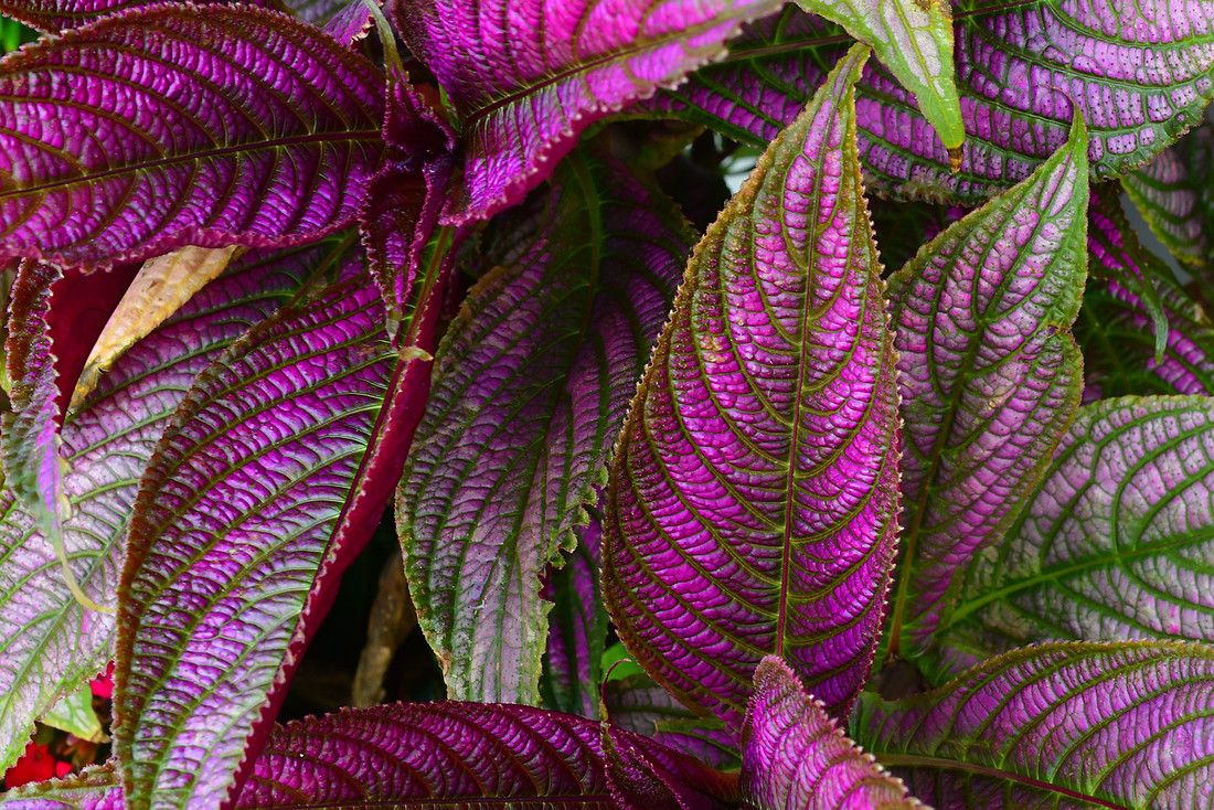 Leaf Texture