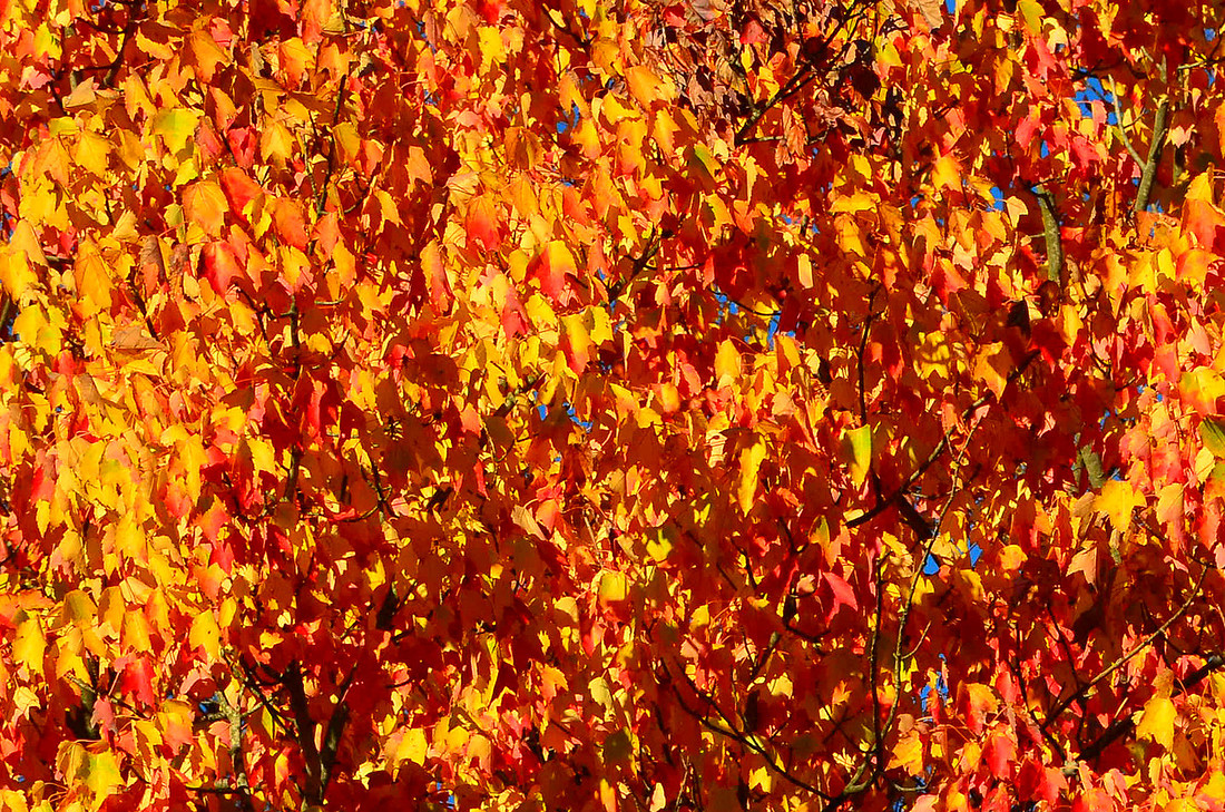 Fall Mosaic