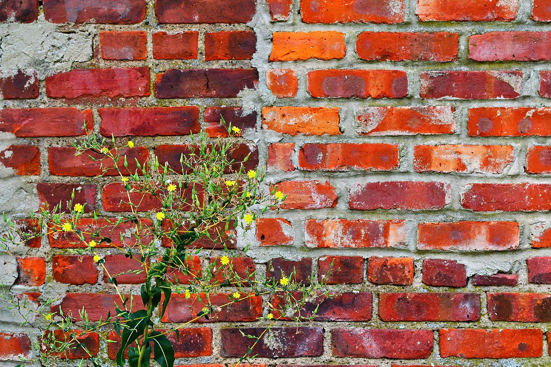 Weedy Wall