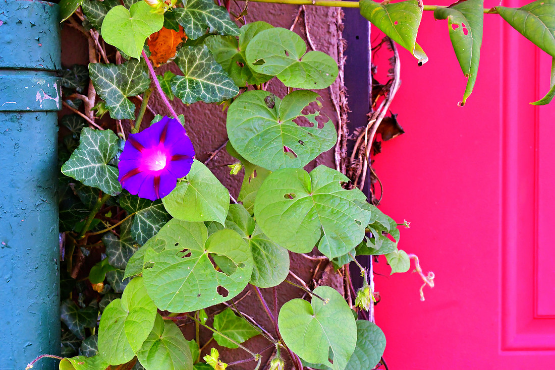 Morning Glory