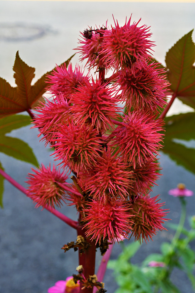Red Spikes
