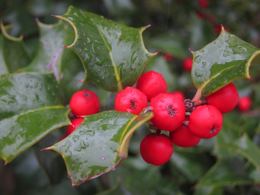 Rainy Berries
