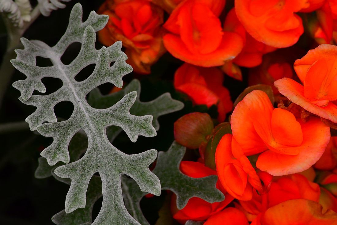 Frond and Flowers