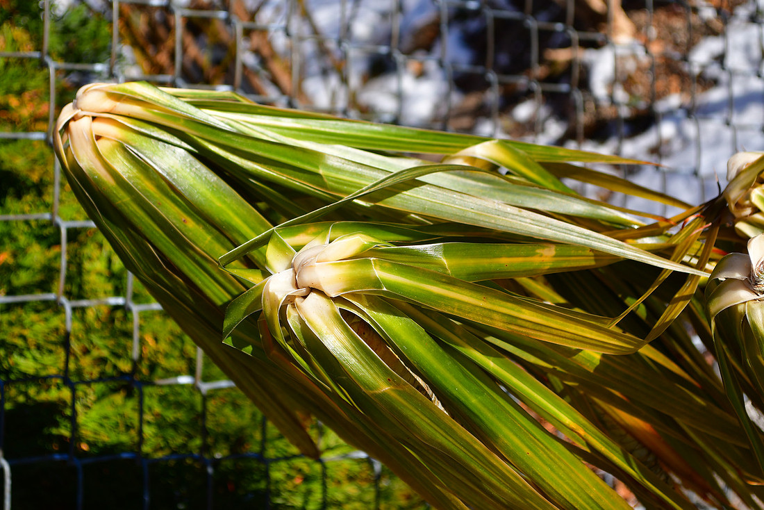 Cold Fronds
