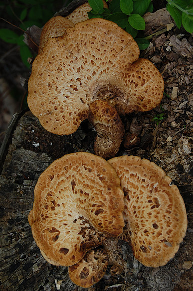 Fungi