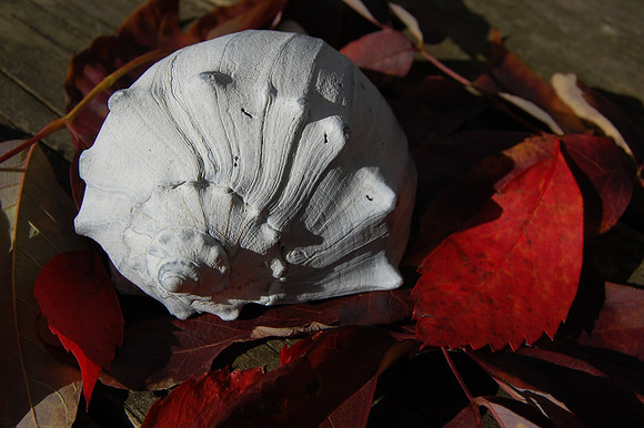 Shell