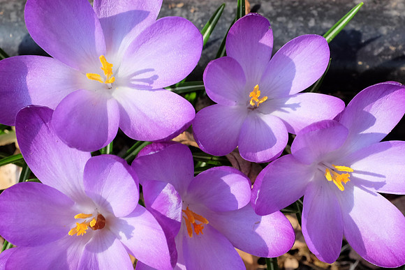 Crocus