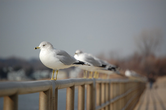 Gull
