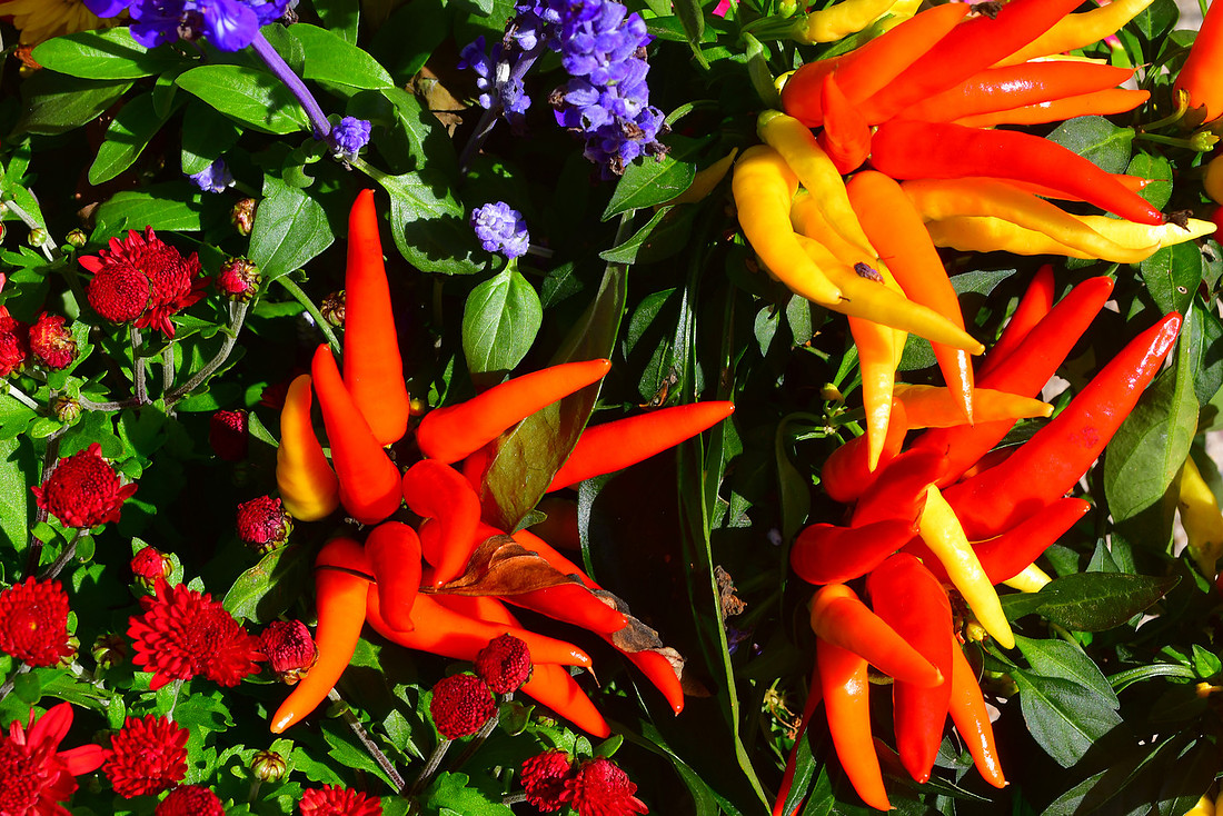 Peppers