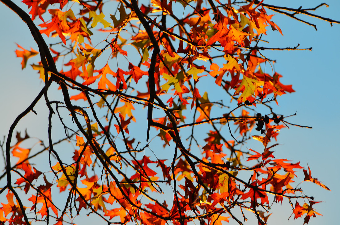 More Leaves