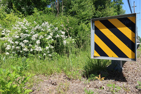 Road Flowers