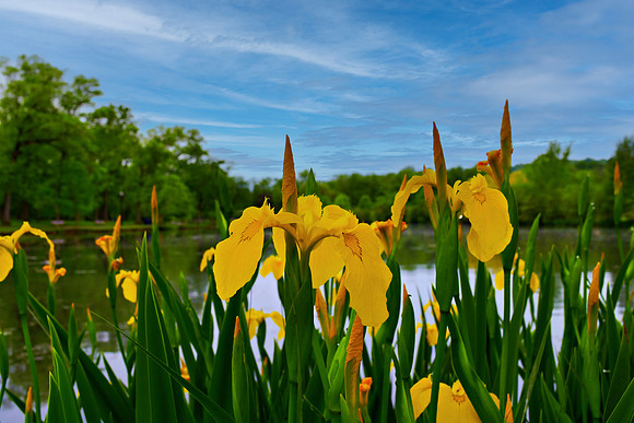 Yellow Irises