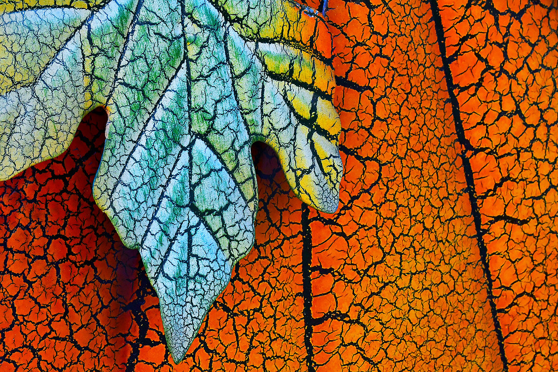Pumpkin Leaf