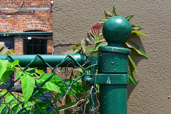 Green Fence