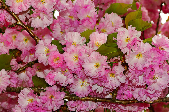 Blossom Time