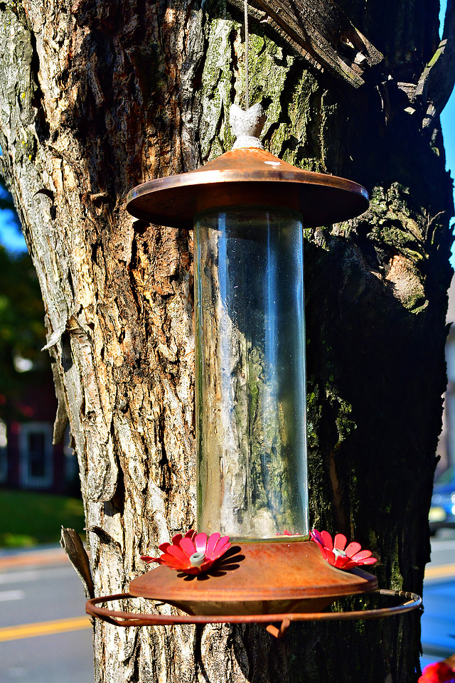 Hungry Birds
