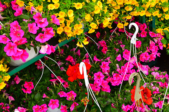 Spring Hooks