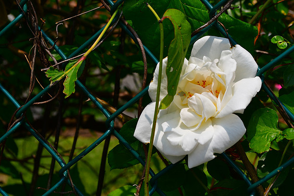 Fence Rose