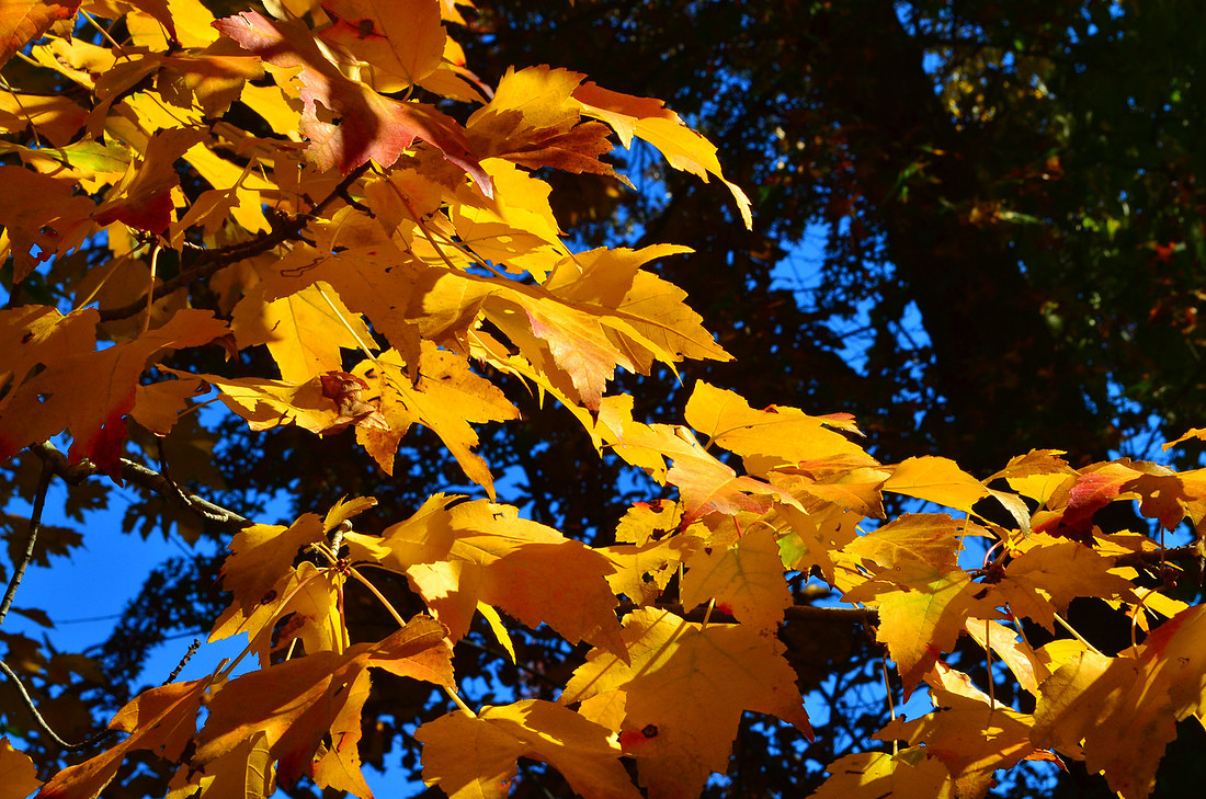 Yellow Leaves