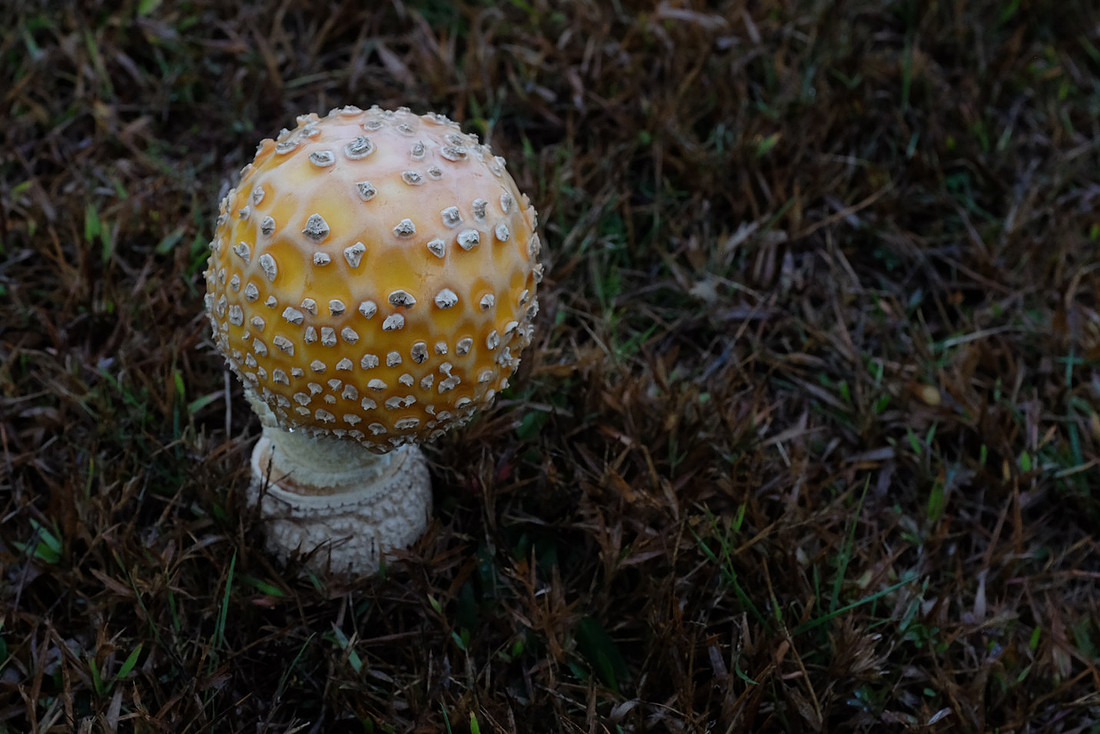 Fore