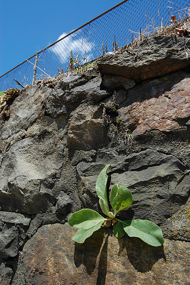Rock
