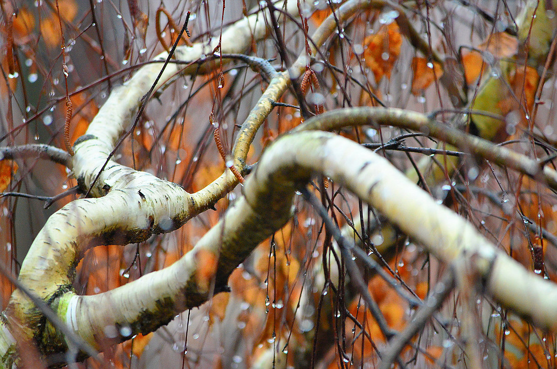 Rainy Tree