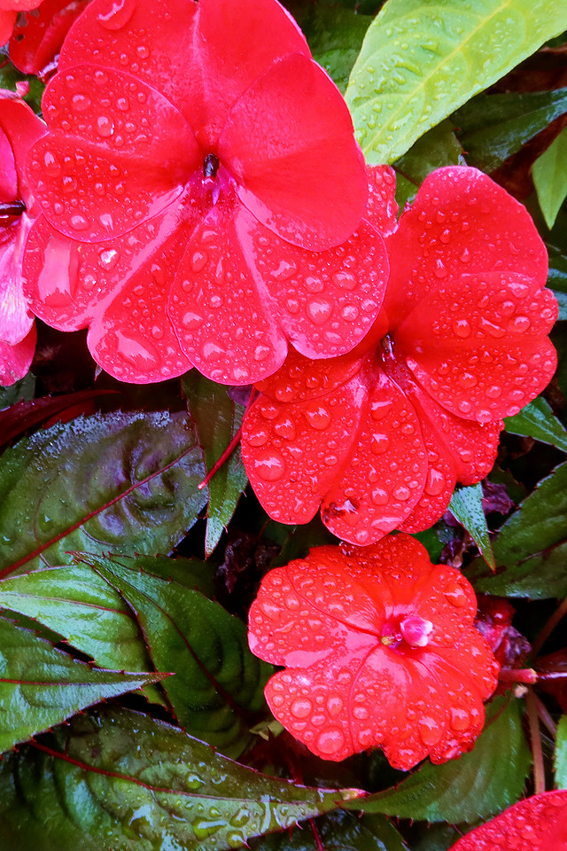 Wet Blossoms