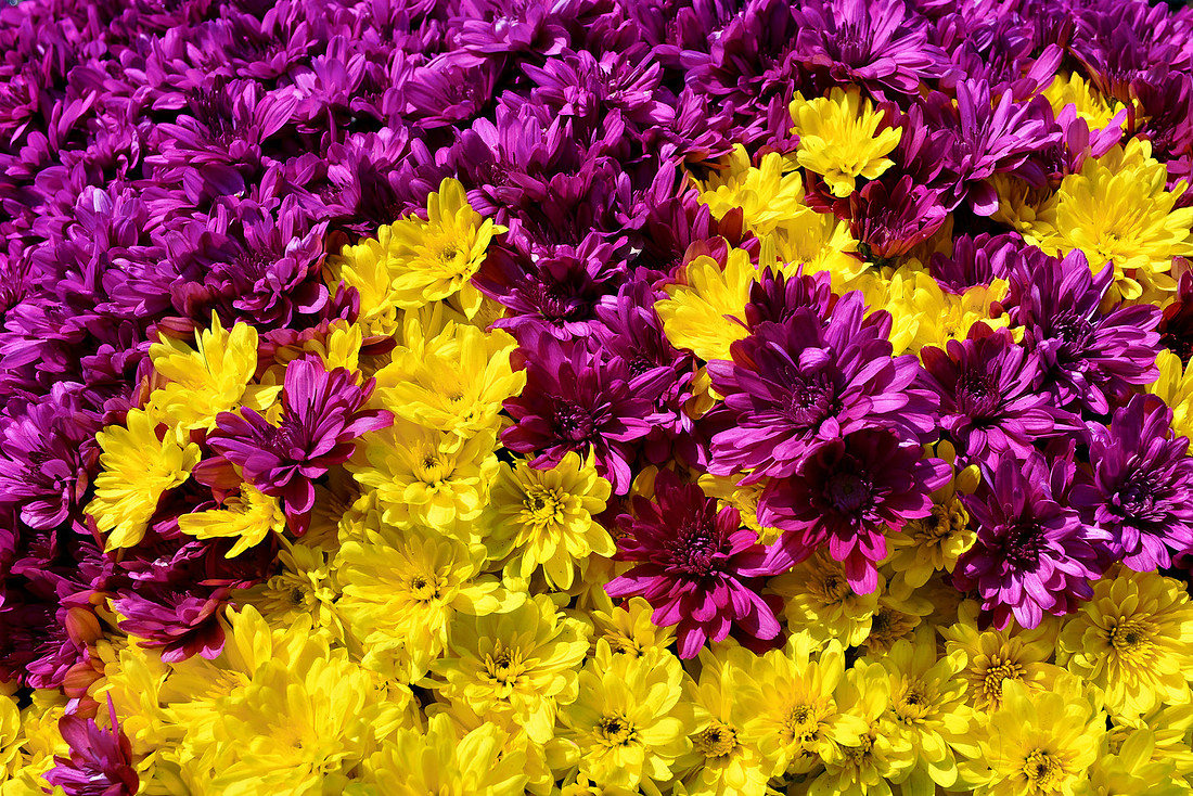 Mixed Mums