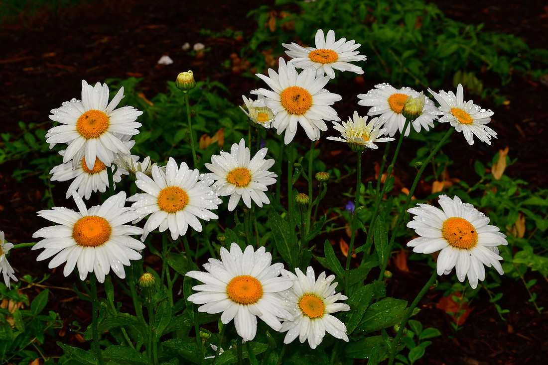 Rainy Daisies