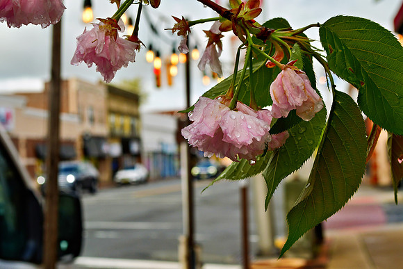 Wet Blossoms