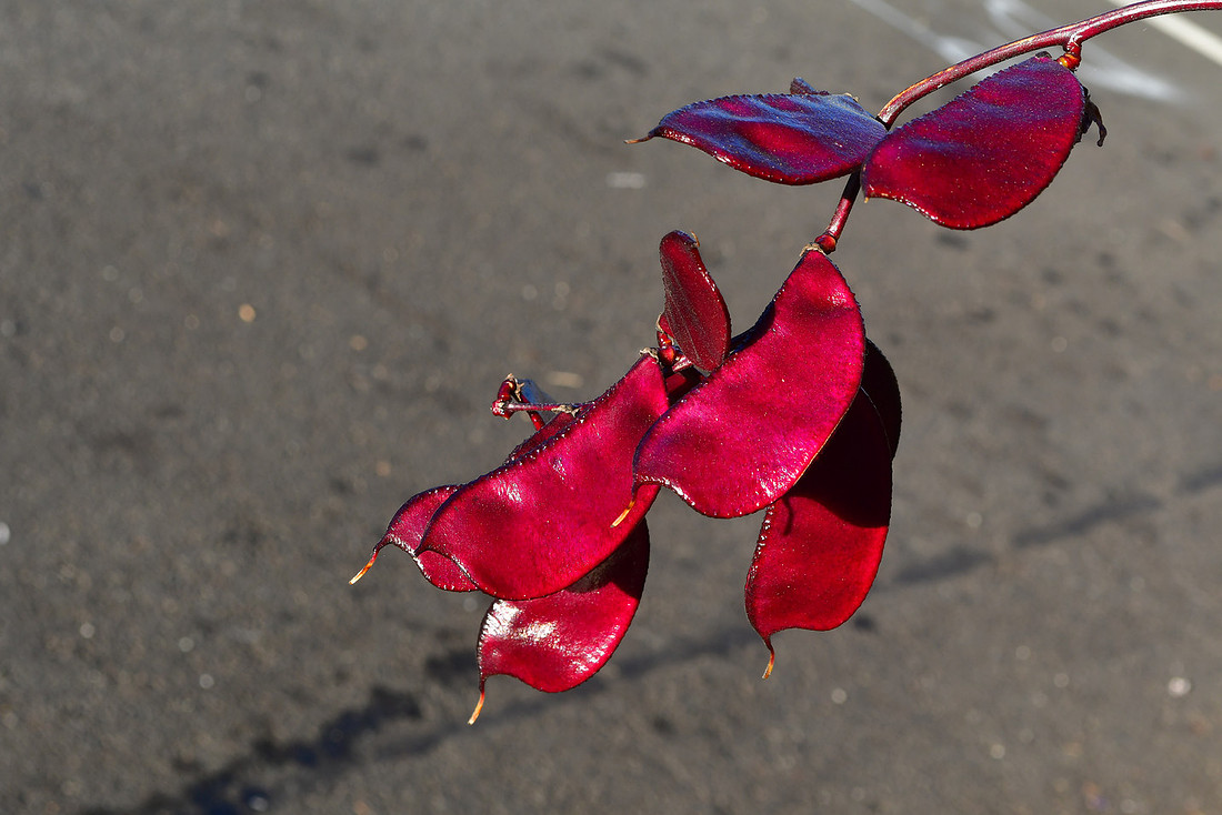 Pods