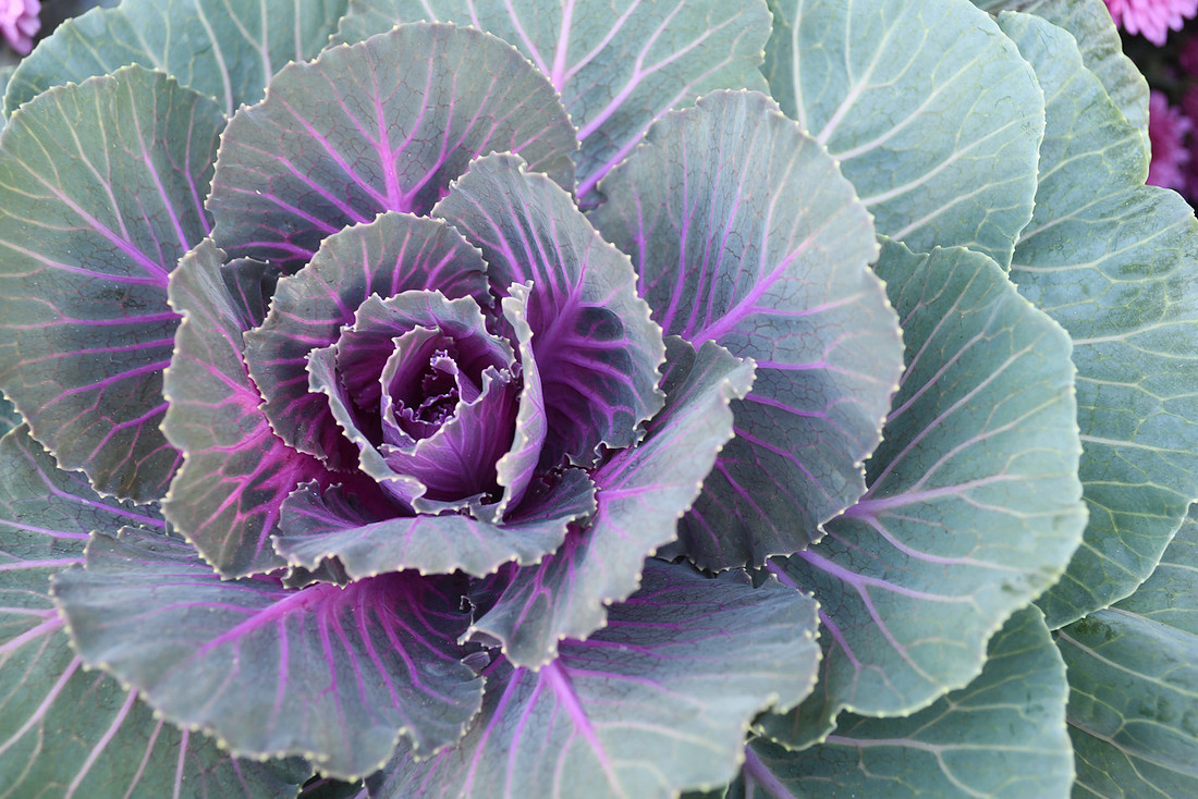 Cabbage Vortex