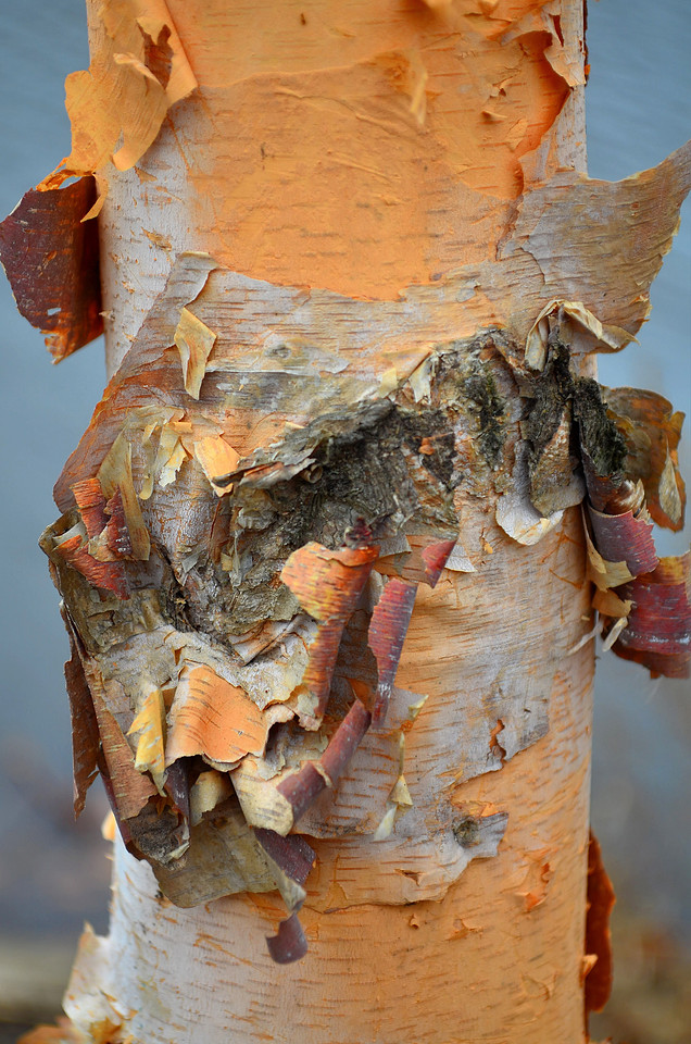 Peeling