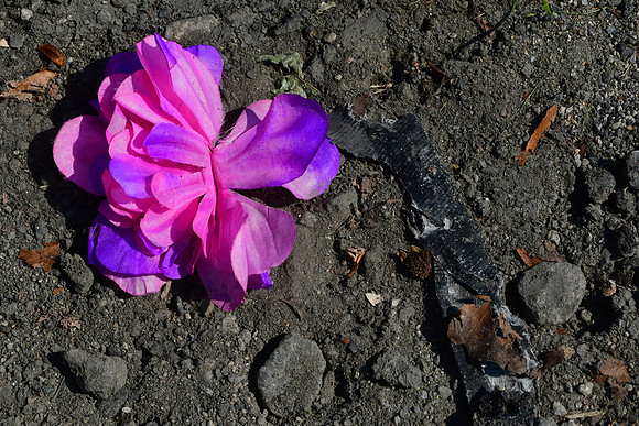 Forlorn Flower