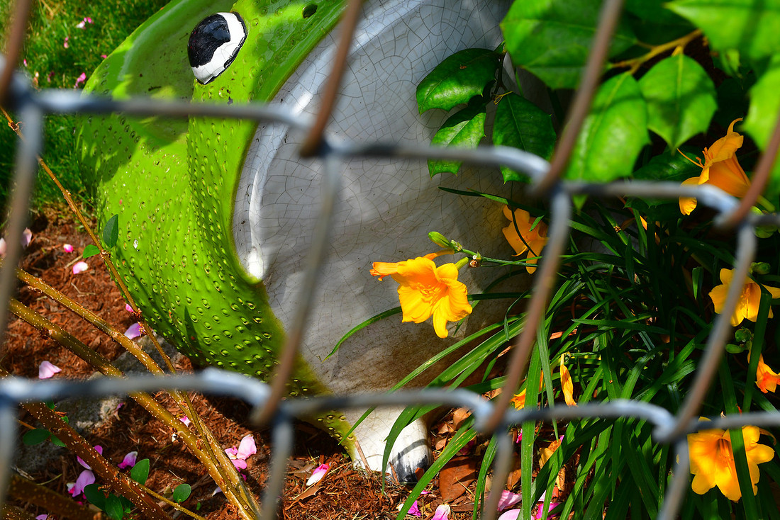 Fenced Frog and Flower