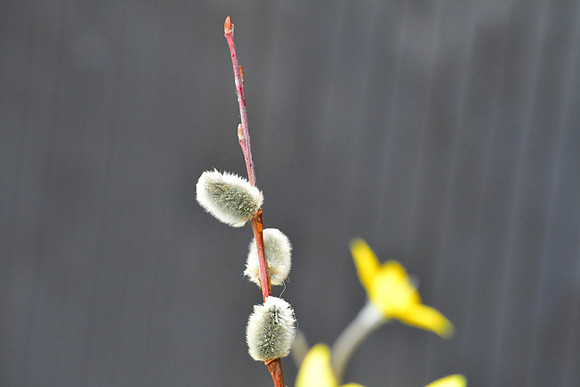 Fuzzy Nubs