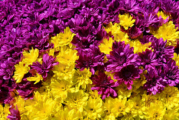 Mixed Mums