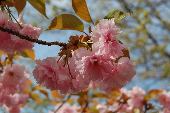 Blossom