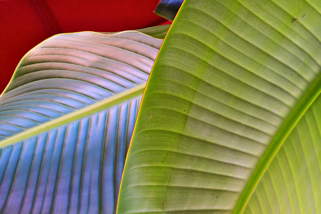Leaf Lines