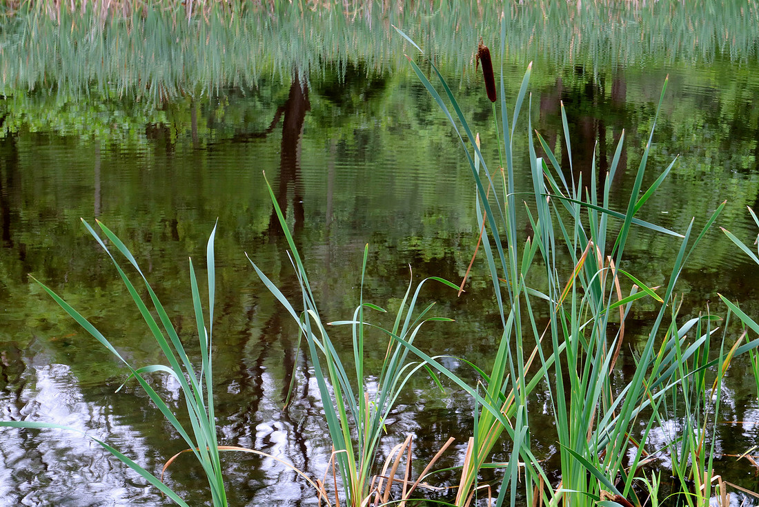 Cattail