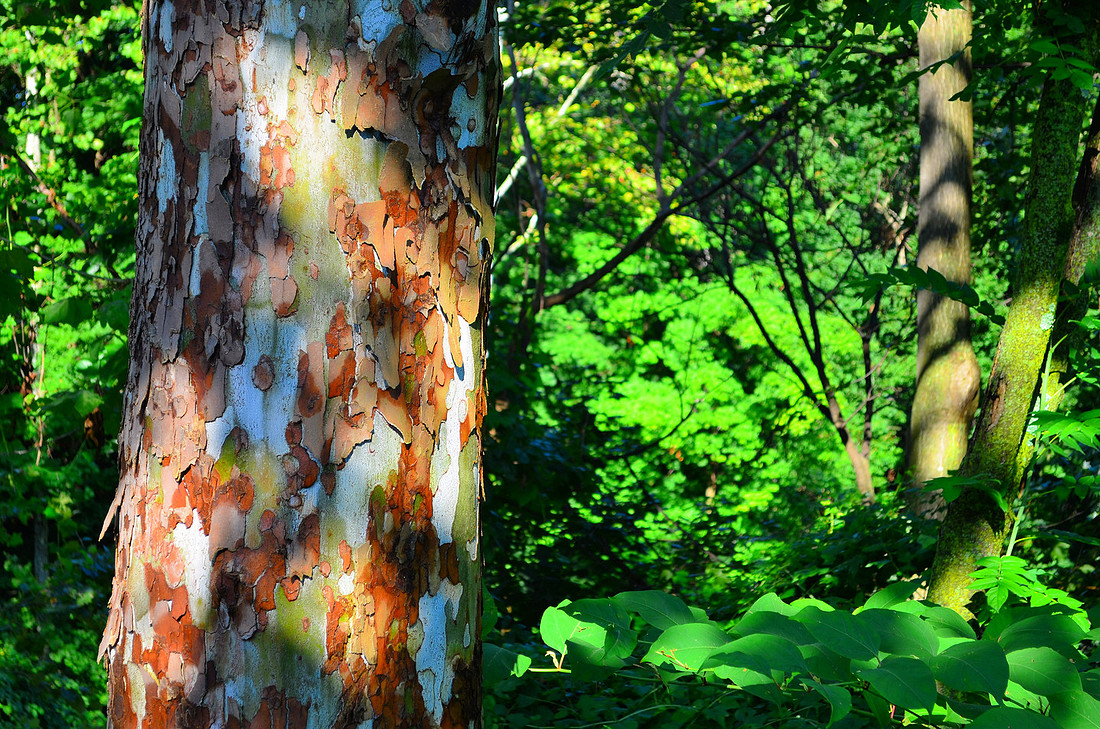 Dappled