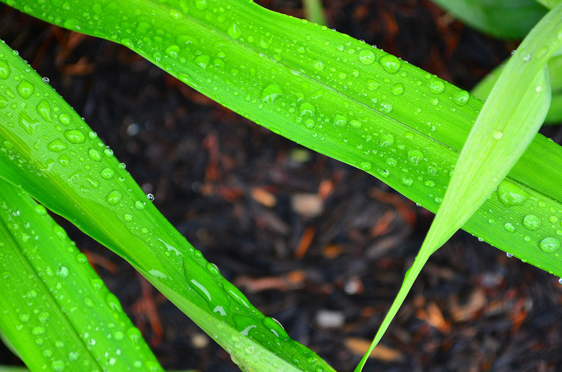 Leaves