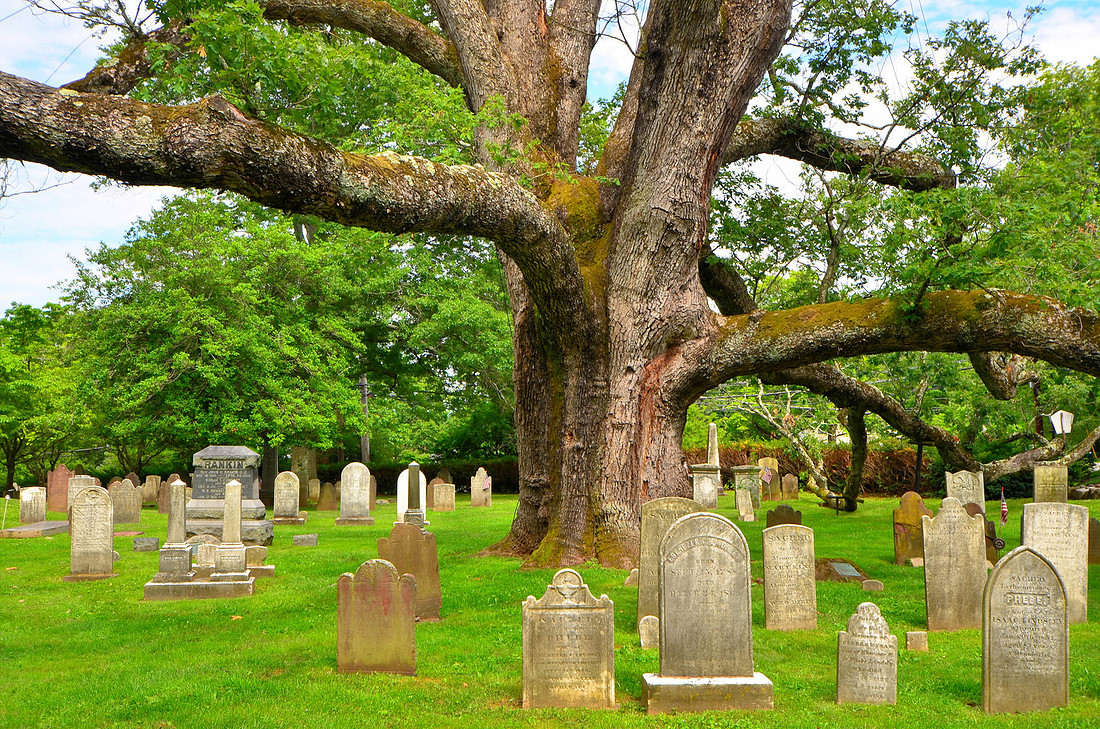 White Oak