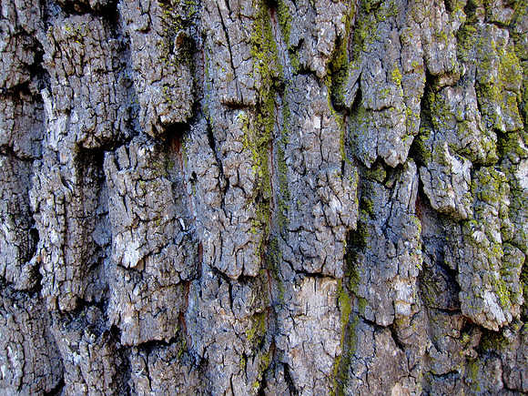 Bark