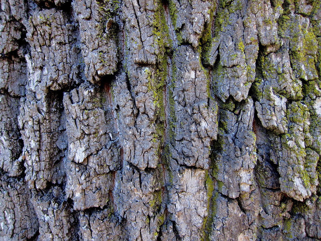 Bark